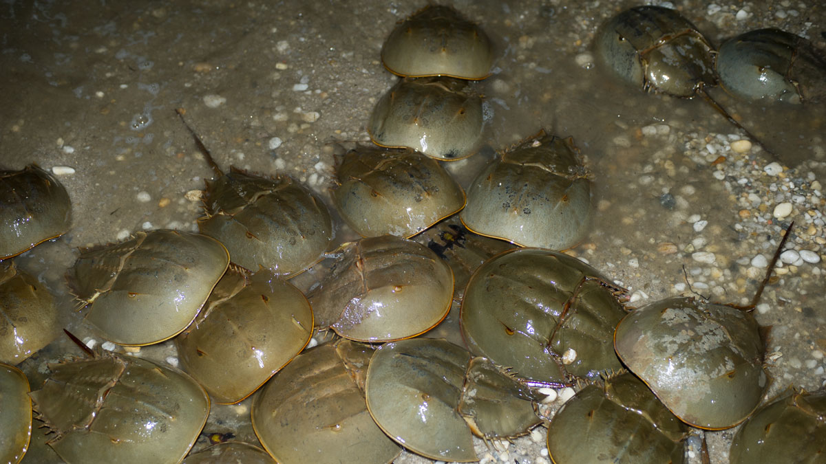 Lonza_LAL's tweet photo. For over 450 million years, horseshoe crabs come to shore to spawn during the full moons and high tides of early spring. A female horseshoe crab surrounded by males helps ensure fertilization of eggs. #horseshoecrabs #spawning https://t.co/ju98u8hia7