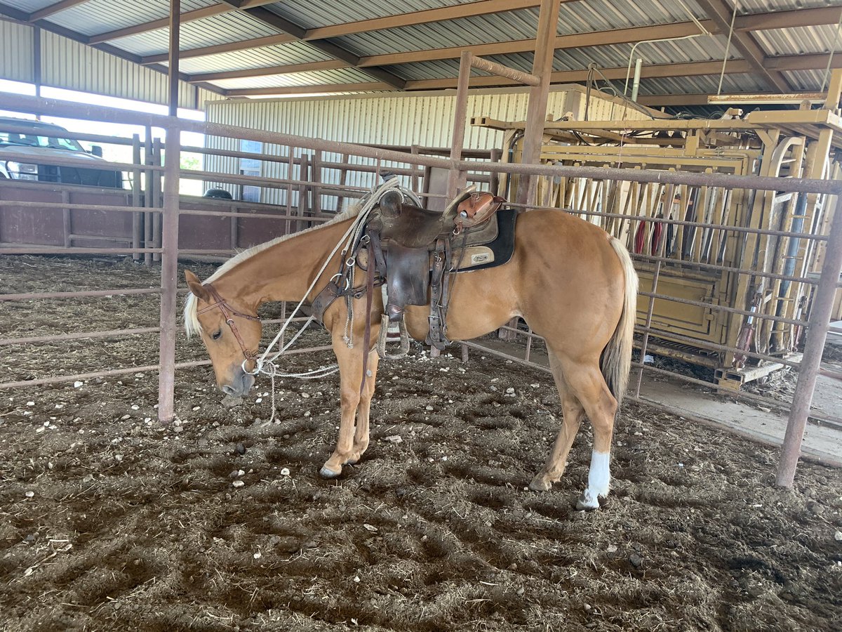 #forsale #honey #2yearold