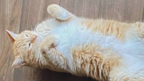 JortsTheCat's tweet photo. Put on your sunglasses bc I am so clean it’s dazzling https://t.co/V7dA1ddsKW
