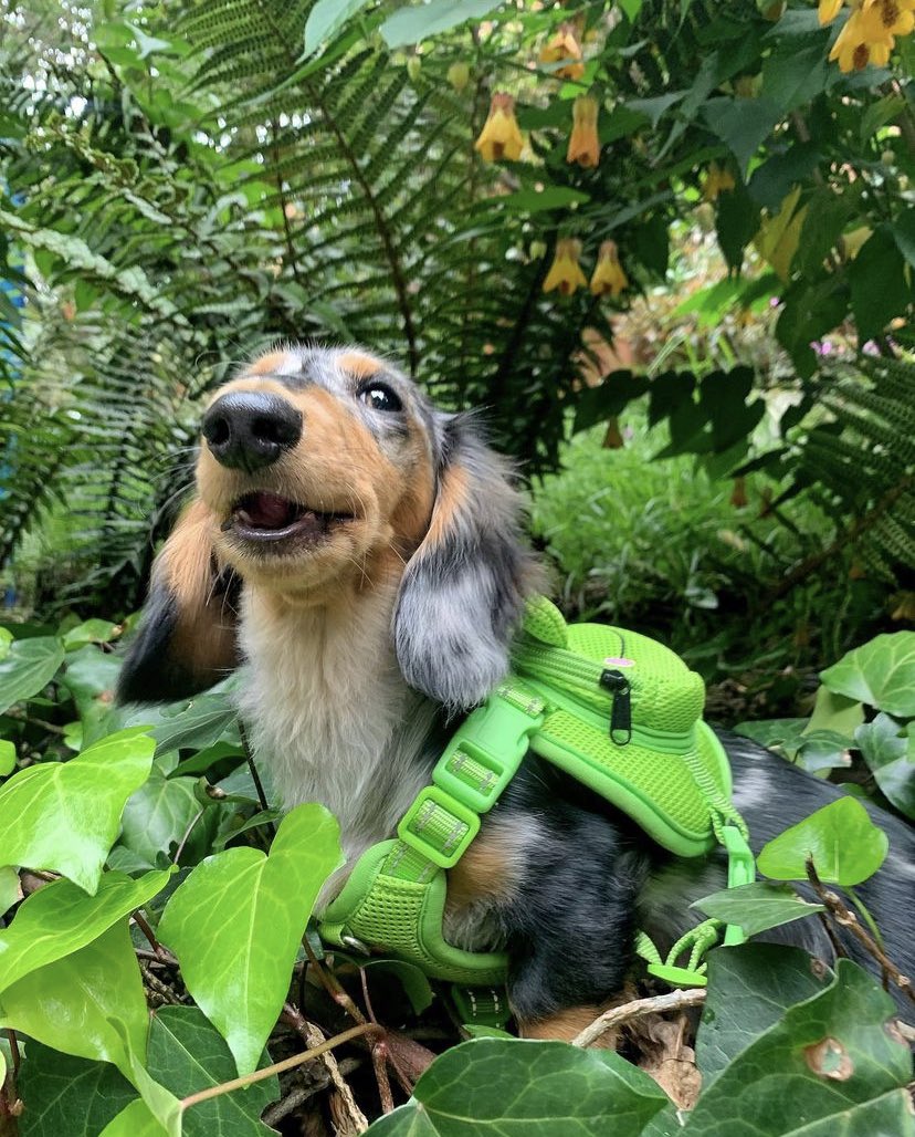 This is Oslo. He's going on a little trek through the forest to collect tiny rocks. You are more than welcome to join but you have to take it seriously. 13/10
