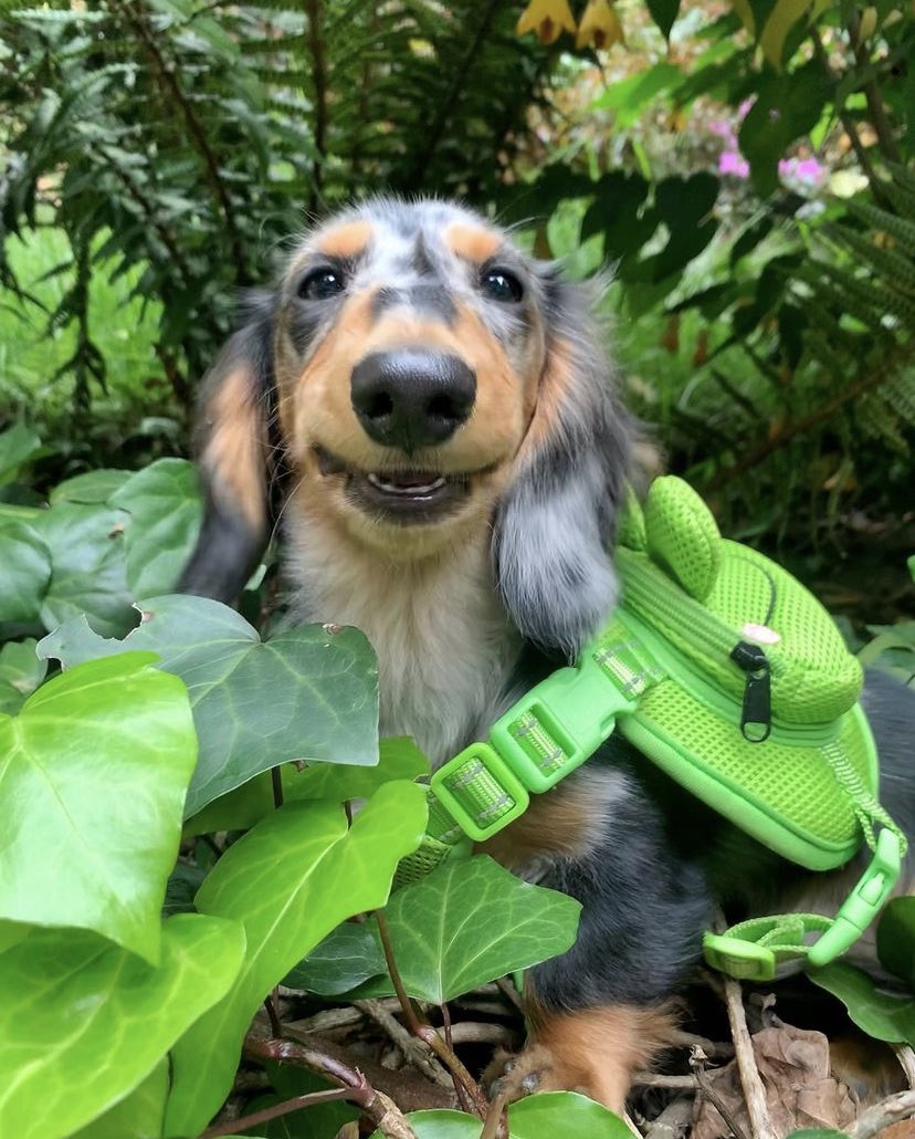 WeRateDogs tweet media