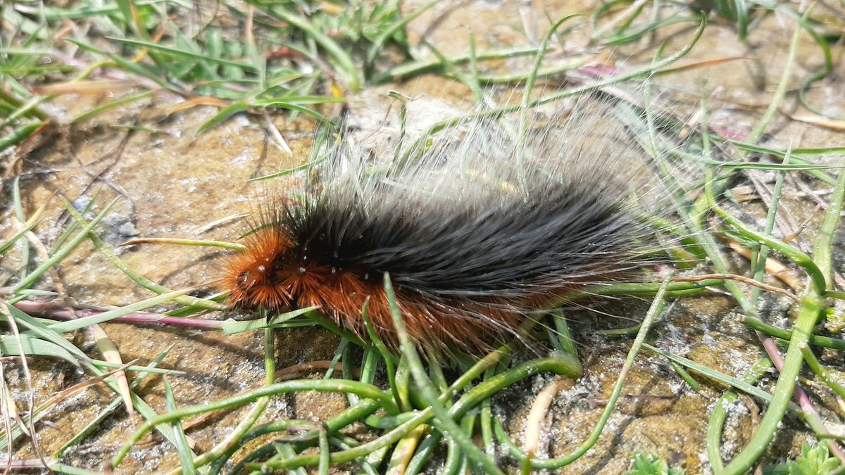 inja5248's tweet photo. #meimotten vandaag waargenomen in het #Oerd en de #Hon #Ameland 
#sint_jacobsvlinder 
#goudspanner
rups vd #grote_beer 
rups vd #bastaardsatijnvlinder struiken hingen vol met coconnen van deze rups 
@mijnblogjenl 
@vlinderNL 
@ItFryskeGea https://t.co/n7A46S8B28