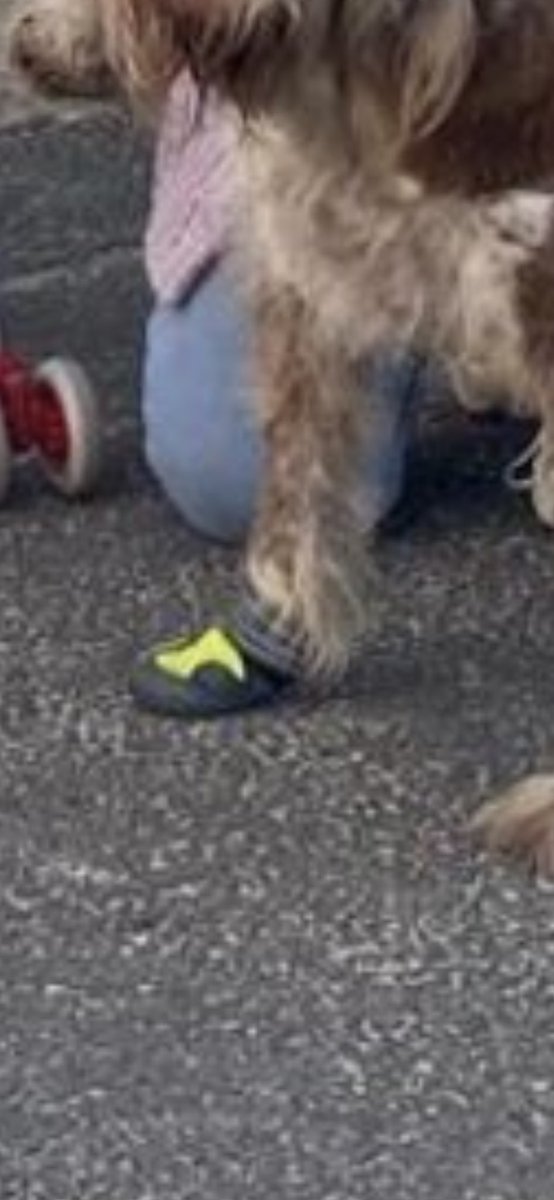 Jadebradyy's tweet photo. @Sarah_Buckleyx Love him🥹 https://t.co/Wyfbit3ZrV