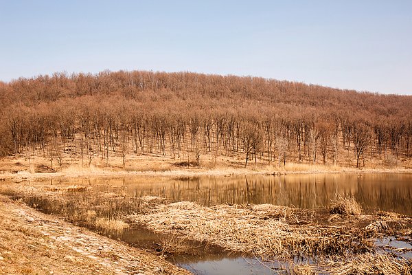 New artwork for sale! - "Beautiful spring forest" - fineartamerica.com/featured/beaut… @fineartamerica