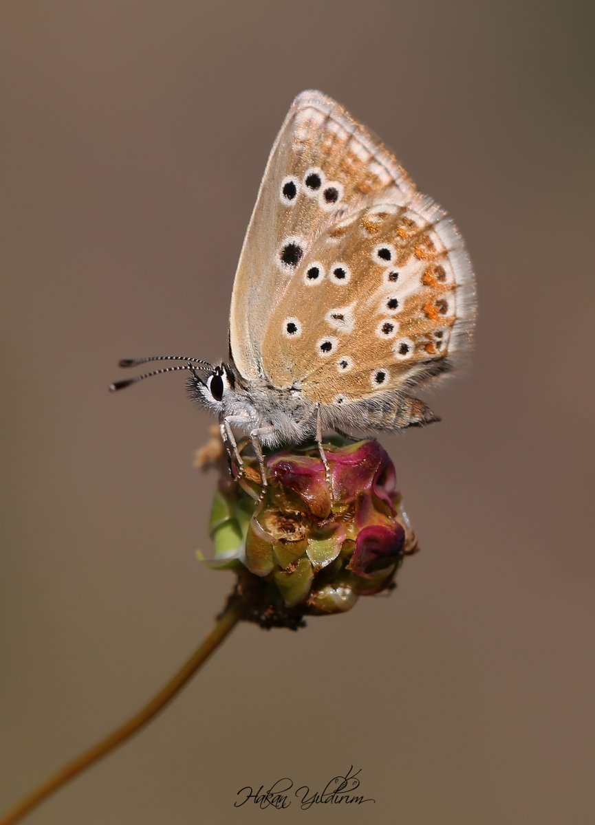Ülkemizde yaklaşık 415 kelebek türü uçuyor.
13 yılda 60 ilimizde bunların 370 tanesini fotoğrafladım.
Beni en mutlu eden ve zorlayan tür buydu sanırım.
Erzurum 2019
Çokgözlü Teberda Mavisi / Polyommatus teberdinus
Yaşam alanı ise tehdit altında..
#Butterflies #nature