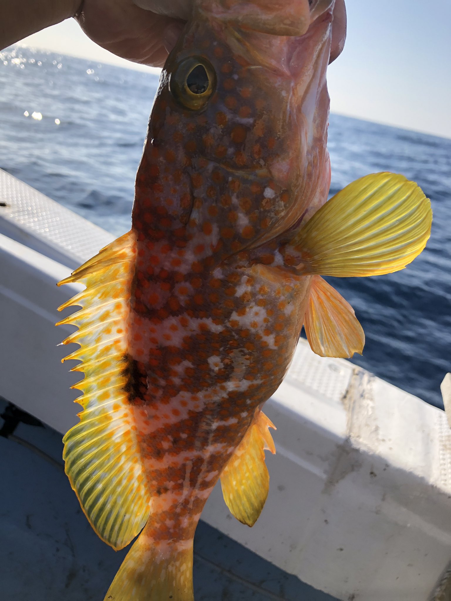 ぶーちゃん 釣り見習い中 アコウget 昼からイサキ狙いのジギング 夜はケンサキイカ のぶっ通し遊漁 大型連発 ポテンシャル高いね日本海 波うねりまくり 睡眠不足からの 酔い止め飲み過ぎで気絶した 歴代最高の船酔い 山陰 Slj イカメタル