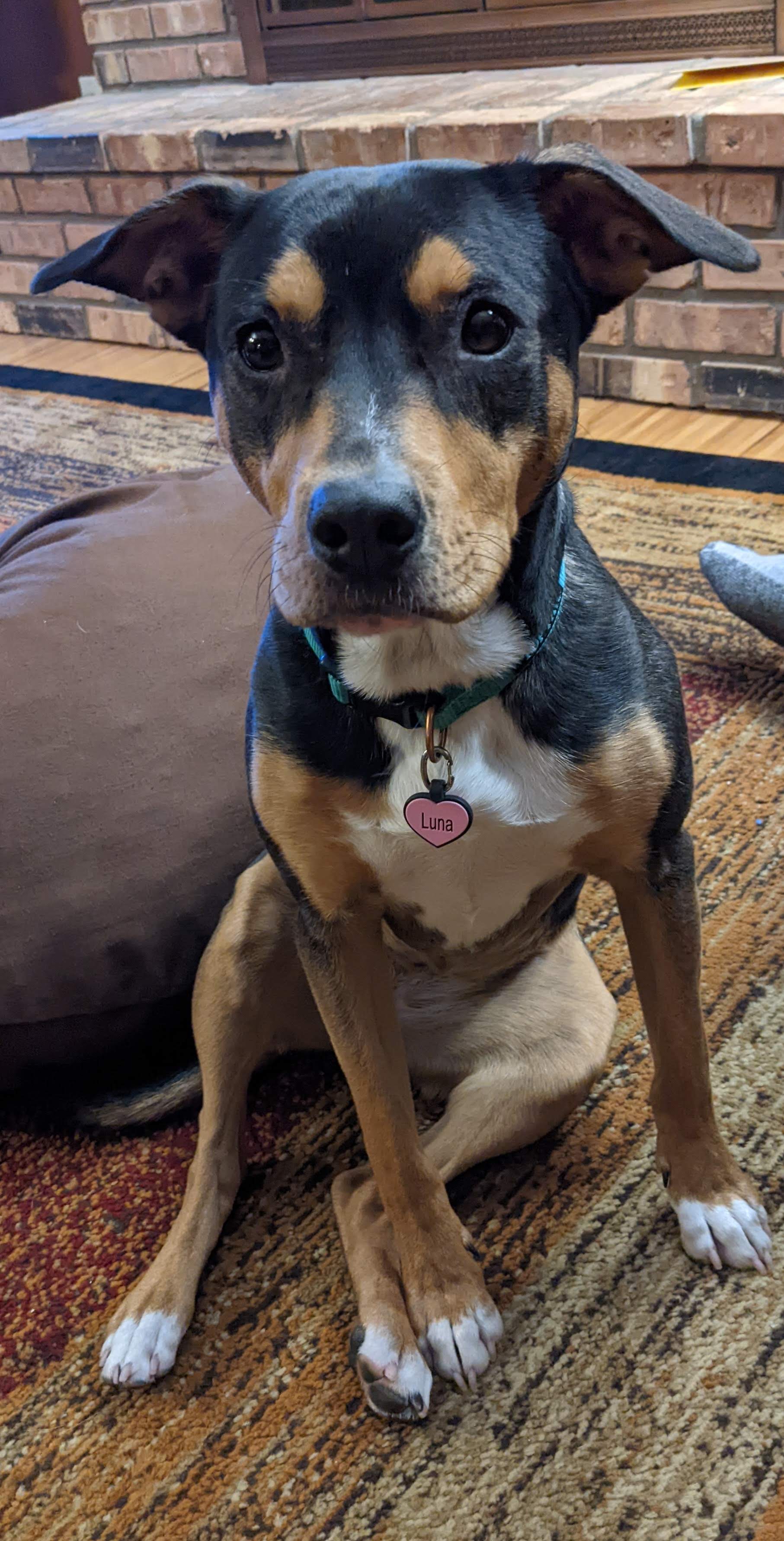Beagle boxer hotsell terrier mix
