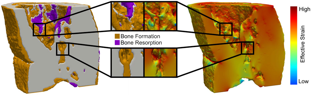 eth_bone's tweet photo. Did you know that tissue-Level regeneration and remodeling dynamics are driven by mechanical stimuli in the in vivo microenvironment? See the beautiful work of Graeme Paul and team at https://t.co/9CVpNmAWsH https://t.co/TuYKWaKHtu