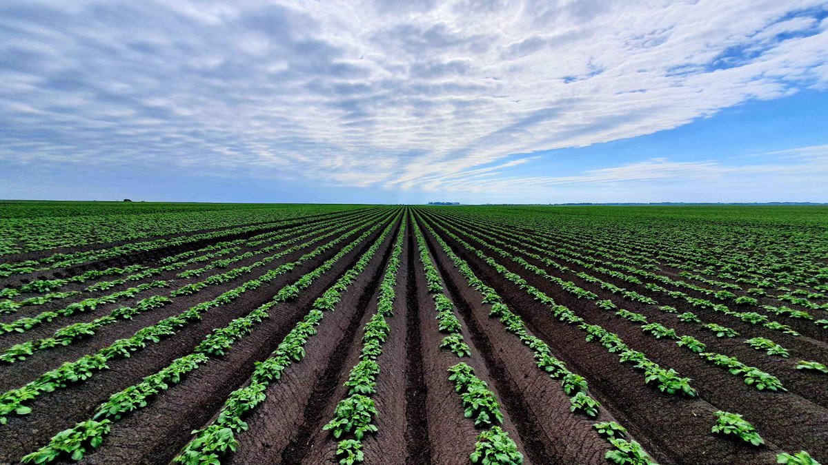 UtkinMichael's tweet photo. The endless potato fields of Ukraine. This picture was sent to me recently by my friend a Dutch farmer in Ukraine. He said: "Never give up on #FieldBee". I am not. https://t.co/hNfgR2EG0a