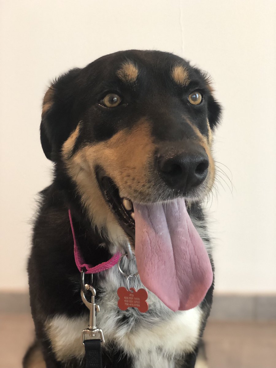 wagsformags's tweet photo. Meet Cooper!🐾 He is a three year old German Shepherd Mix! He loves everyone he meets and is full of energy! We cannot wait to see all the success he has in the program!🤩 https://t.co/ncrQP1aBwP