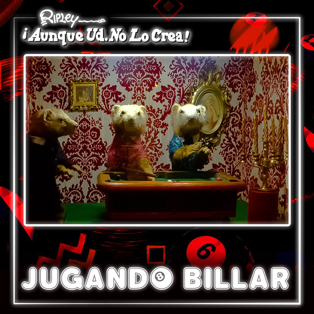 museoripley's tweet photo. Si ya viste a unos perros jugando póker, ¿por qué no ver a unos hurones jugar billar. Esto solamente lo puedes encontrar en el #MuseodeRipley, al igual que #RobertRipley lo hizo en uno de sus viajes por el mundo buscando las cosas más sorprendentes. #AunqueUstedNoLoCrea https://t.co/HhrLIyaezI