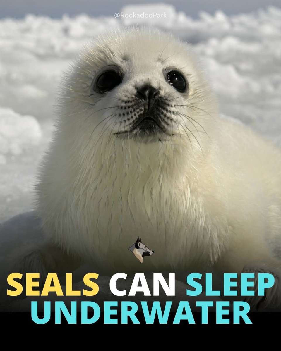 RockadooPark's tweet photo. When seals sleep in the water, they sleep in a position known as bottling. This is a position in which their bodies float but remain completely underwater except for their snouts, which remain above water at all times. https://t.co/a0ihdT2ByP