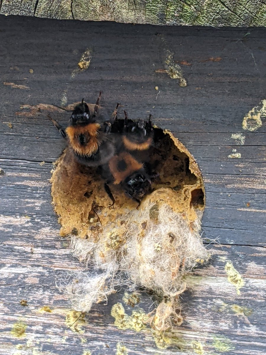 christi05643210's tweet photo. #Springwatch 
#Treebees https://t.co/RyYo7aOZHF