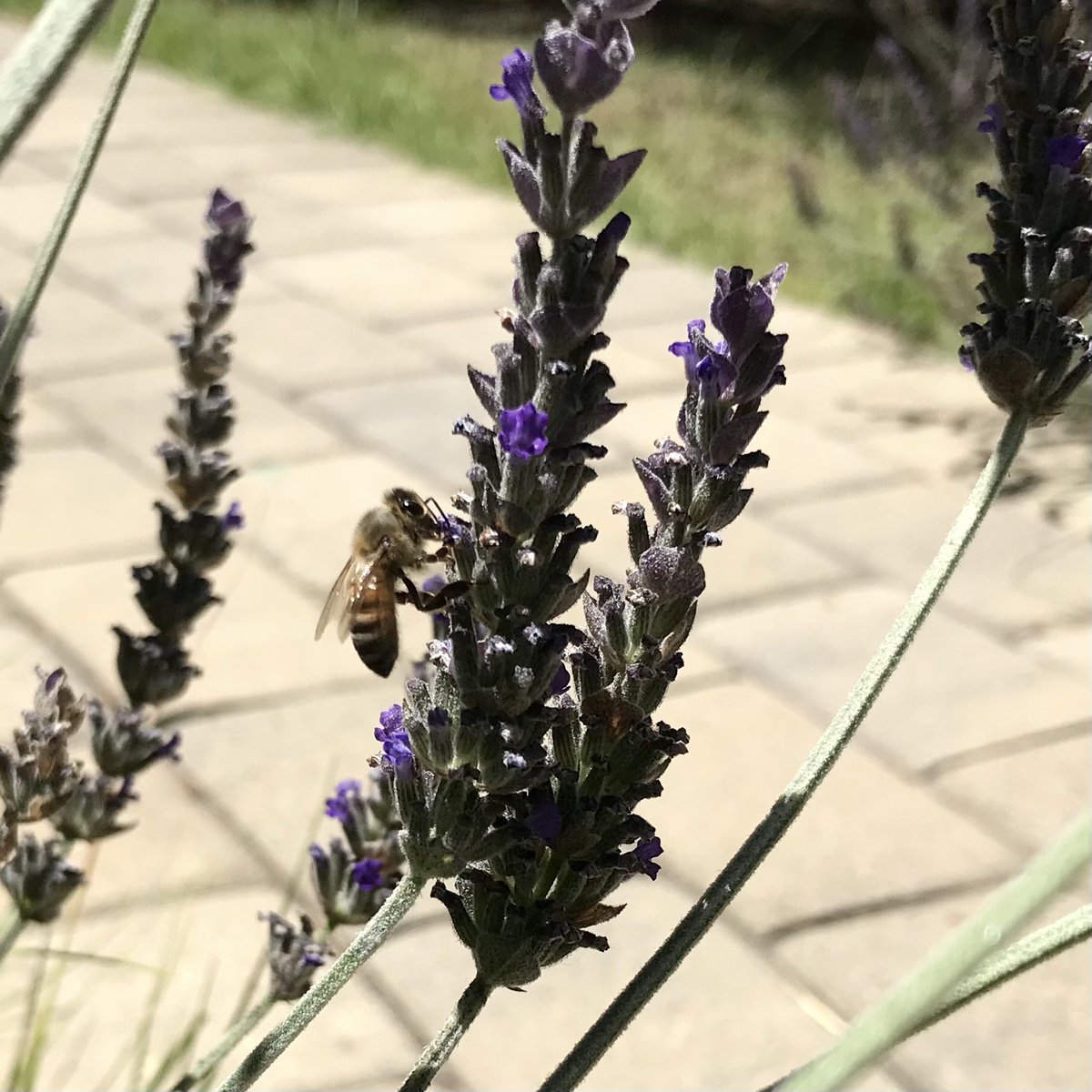 Beautiful day outside of the hive! ☀️
While not a native CA plant, lavender does grow well with nearly no upkeep needed, smells great, looks great and bees love it- and it produces both nectar and pollen! Convenient for a busy bee. 😎 🐝 
#bee #beekeeping #garden #flowers #sun