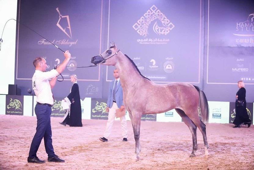 مربط سما نجد Sama najd stud (@samanajdstud) on Twitter photo شمال سما نجد
ملك و إنتاج مربط سما نجد يحقق :
🌟المركز الاول في شوط الأمهار أعمار سنة ج
🌟الدرجة الأعلى في جميع فئات أمهار اعمار السنة
🏆البطل البرونزي لفئة الأمهار أعمار السنة
في بطولة المملكة للخيل العربية الأصيلة <a href="/kahailachampion/">بطولة المملكة الدولية لجمال الخيل | كحيلة</a>
نفتخر بصناعة هذا الجمال في مربط #سما_نجد شمال سما نجد
ملك و إنتاج مربط سما نجد يحقق :
🌟المركز الاول في شوط الأمهار أعمار سنة ج
🌟الدرجة الأعلى في جميع فئات أمهار اعمار السنة
🏆البطل البرونزي لفئة الأمهار أعمار السنة
في بطولة المملكة للخيل العربية الأصيلة <a href="/kahailachampion/">بطولة المملكة الدولية لجمال الخيل | كحيلة</a>
نفتخر بصناعة هذا الجمال في مربط #سما_نجد