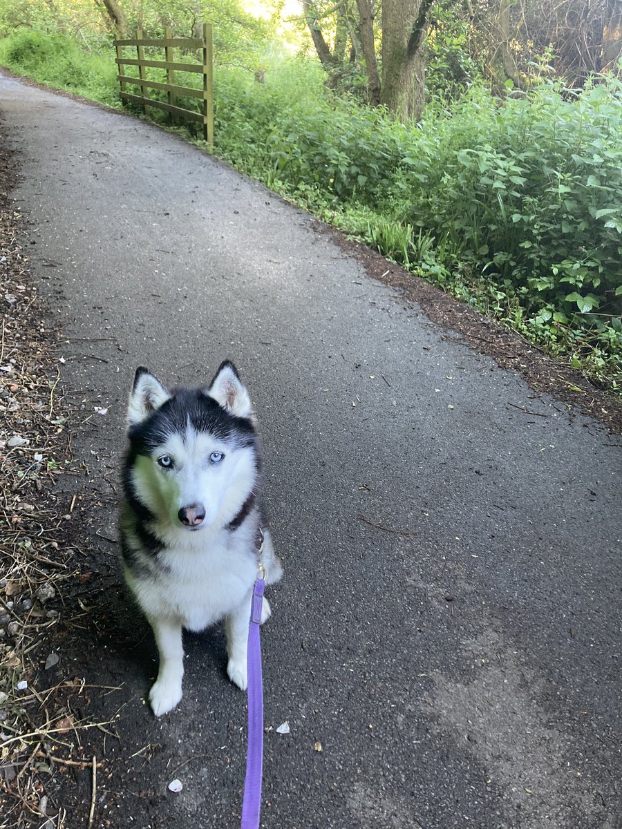 Jainahusky's tweet photo. Mum kept calling me miss bolshy on our walk this evening! Roodness!! Face of innocence 😇 https://t.co/m5EZOyW1An