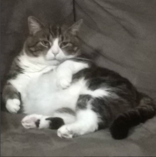 Rabdar 🎱 tweet media