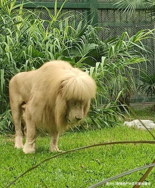 A white lion with blunt bangs has become a hit at a zoo in Guangzhou, south China.

Staff of the zoo said the lion’s hair grows naturally and it could be the result of the high humidity in the city.