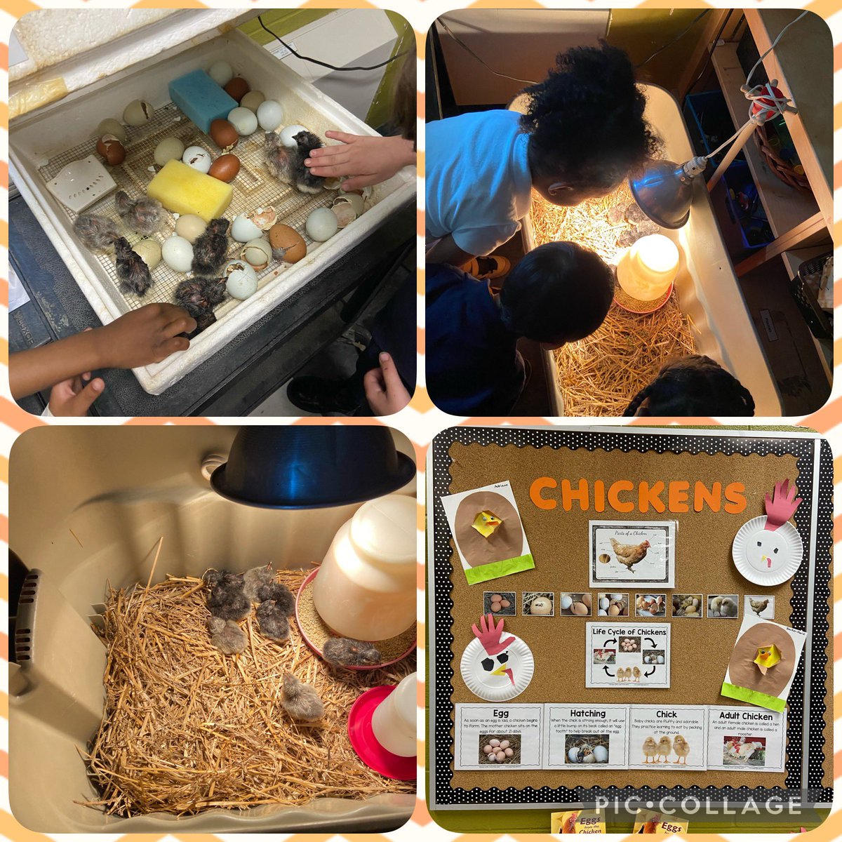 ELP 2 at SCG tweet media