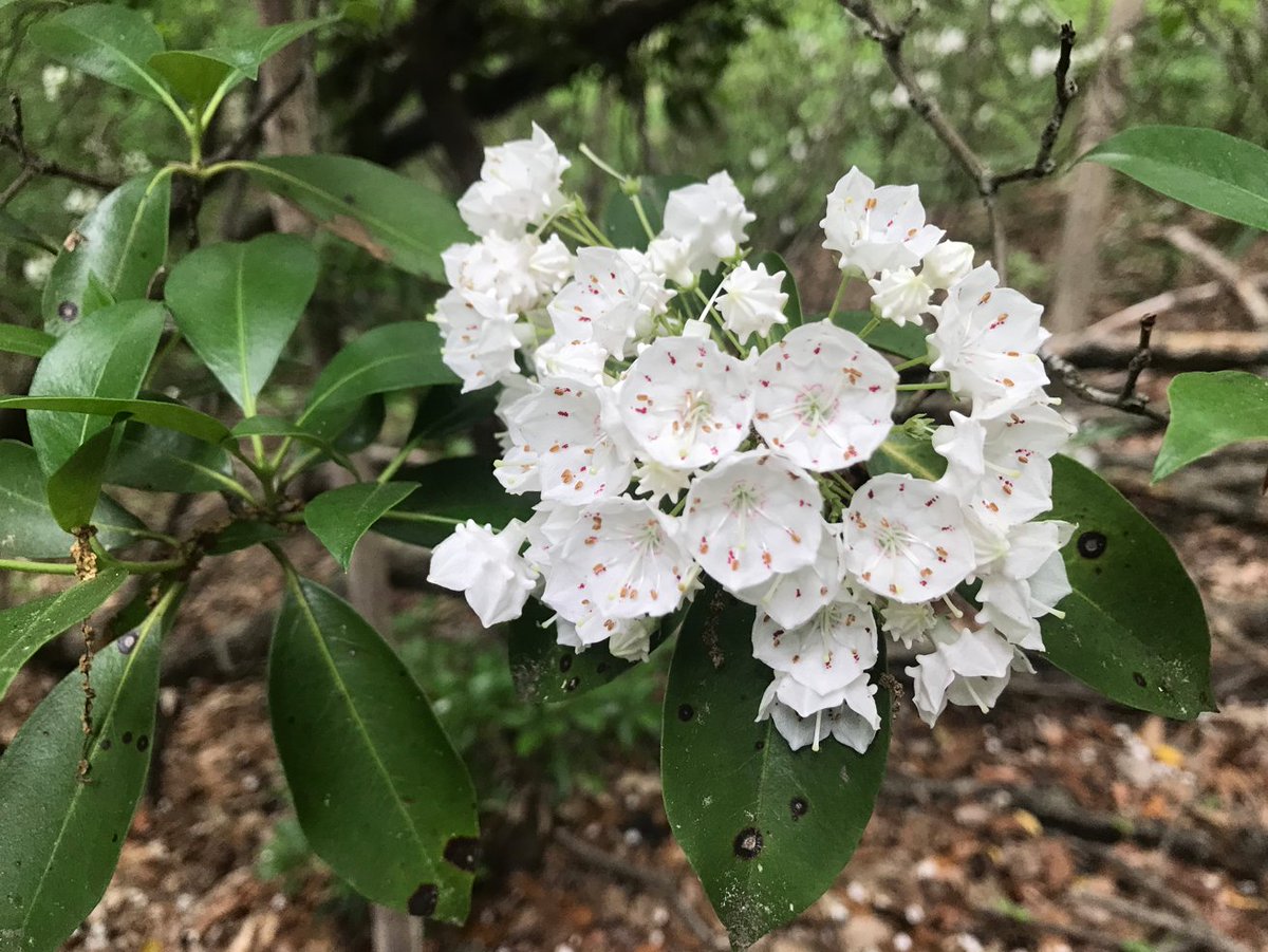 It’s Mountain Laurel season in Rock Creek Park! 

#MountainLaurel #RockCreekPark #Nature