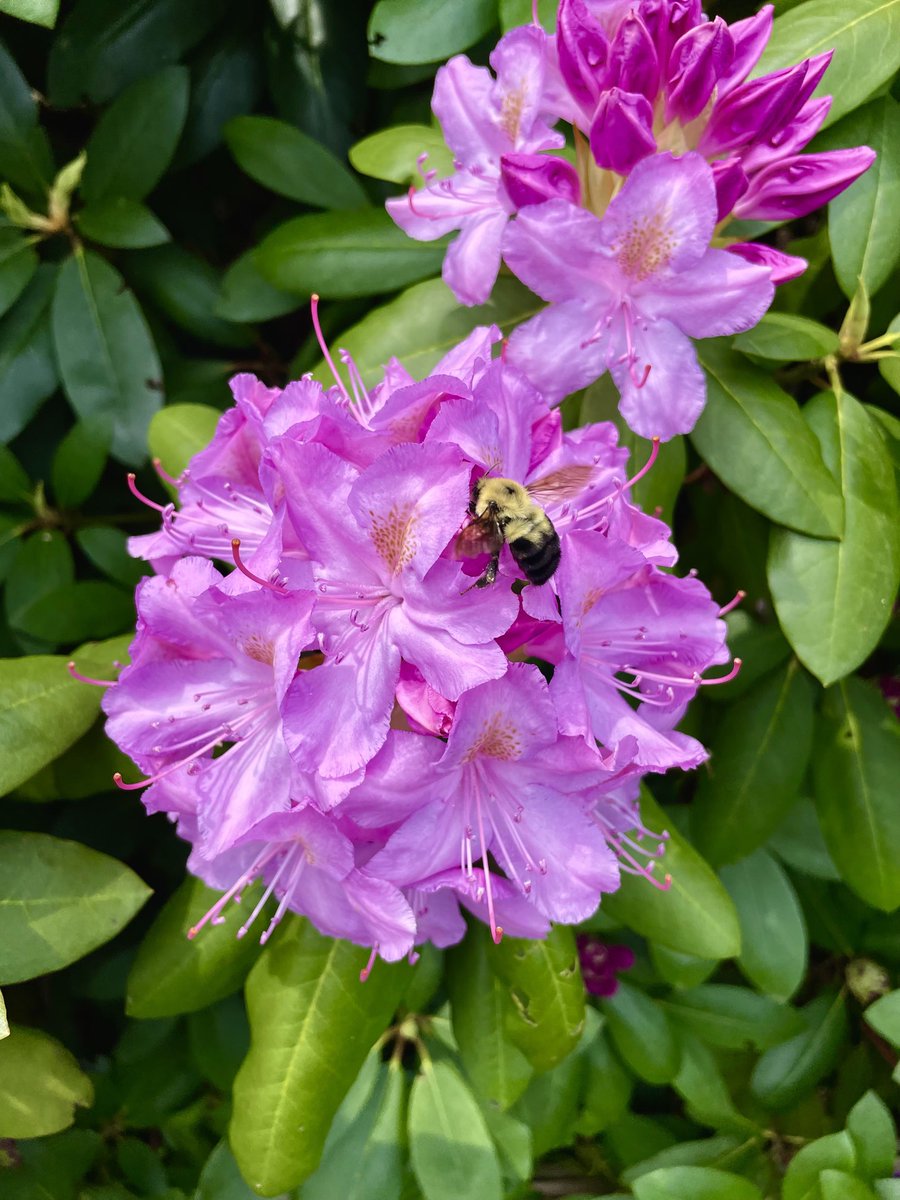 JimboFeenstra's tweet photo. Loving nature at work #bee #pollenate https://t.co/o58O2RjEgN