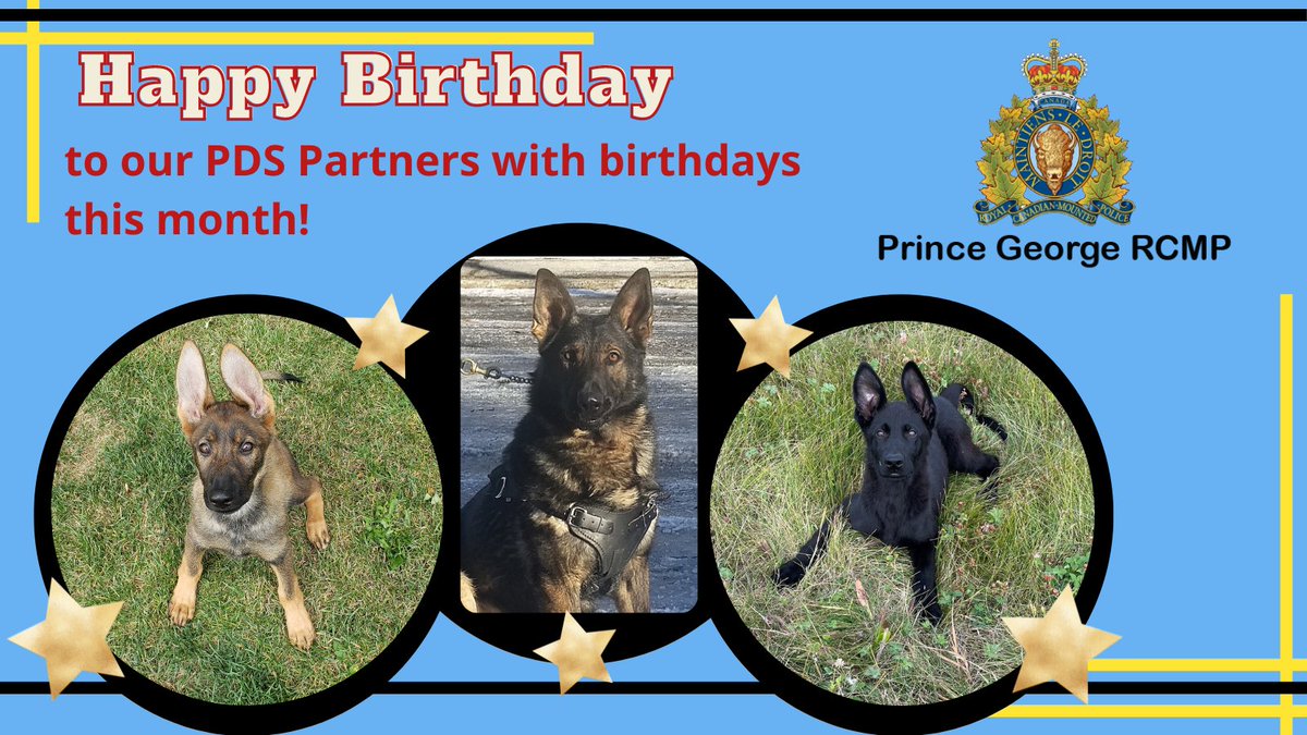 <a href="/PG_RCMP/">Prince George RCMP</a> is wishing a very Happy Birthday to our Police Service Dog Kash and Police Service Dogs in training, Parker and Phyre!
#PoliceDogs 
<a href="/CityofPG/">City of Prince George</a> <a href="/BCRCMP/">BCRCMP</a>