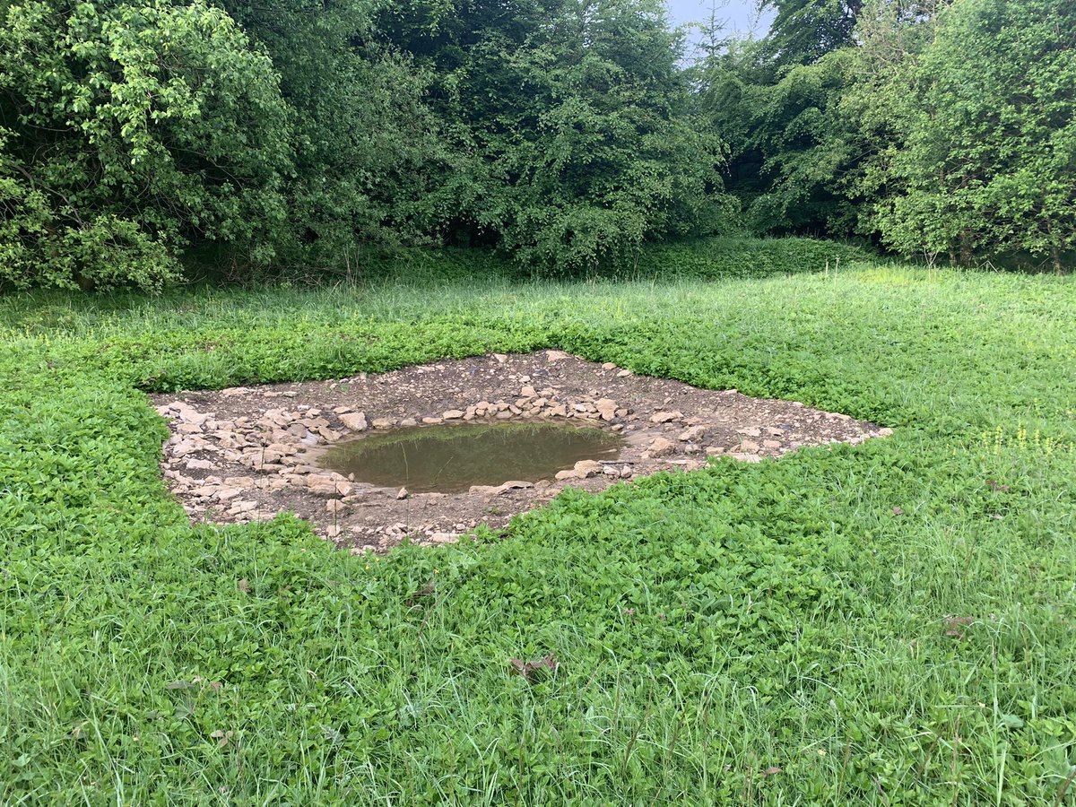 Excited to find a purring Turtle Dove v close to the <a href="/DalbyFriends/">Friends Of Dalby Forest🌲🦉🌲🌳🌲🦡🌲 🦌🕷🌲🦔🌳</a> beautifully designed dove drinking pool early morning todayz! Big thx to the Yorks Bird Race grant &amp; many fundraising birders <a href="/grayspeight/">Graham Speight</a> <a href="/AddeyNick/">Long Nab Birder🇺🇦</a> <a href="/MalleyAndrew/">Andy Malley</a> @northyorkmoors <a href="/NEYorksNLincs/">Natural England Yorkshire and North Lincolnshire</a> <a href="/Guy_QA_Anderson/">Guy Anderson</a>