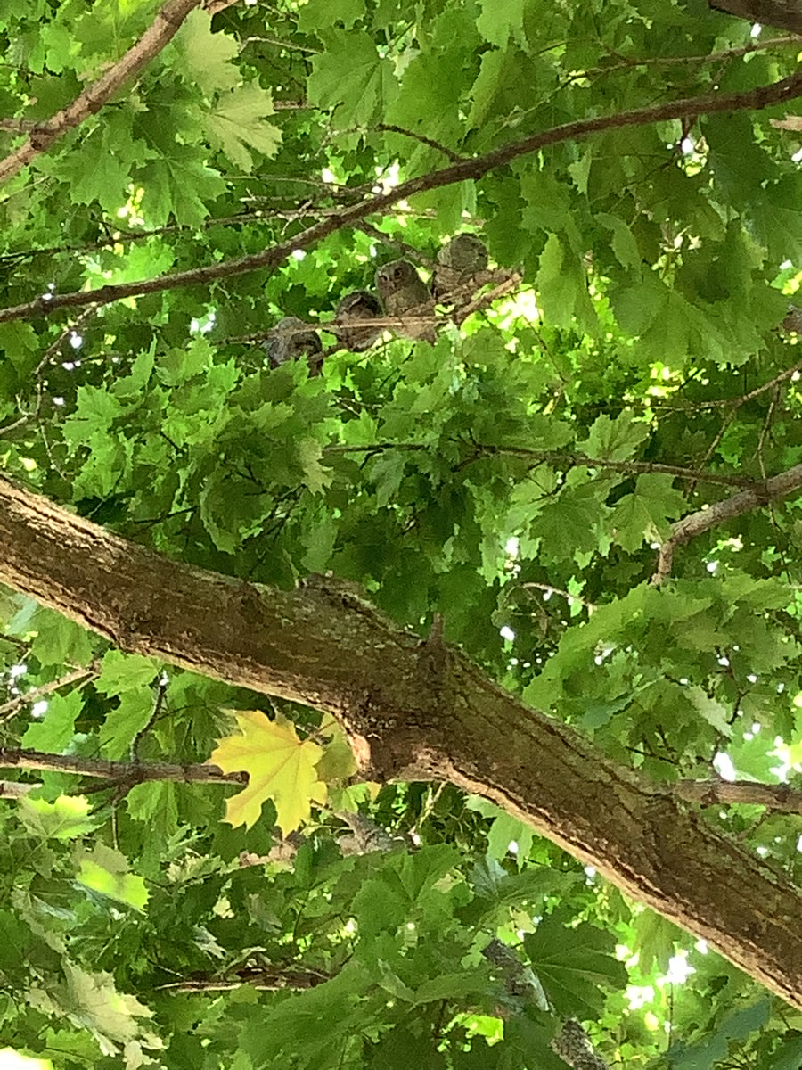 JBrentECE's tweet photo. The owl family living in our play yard tree has inspired us.
This #NaturalClassroom event has considering ‘nocturnal’ ‘shapes’ ‘types of owls’ ‘owl research’.
#EmergentInterest #ReflectiveProgram @DrDSuzukiSchool https://t.co/i5NwNzShhi