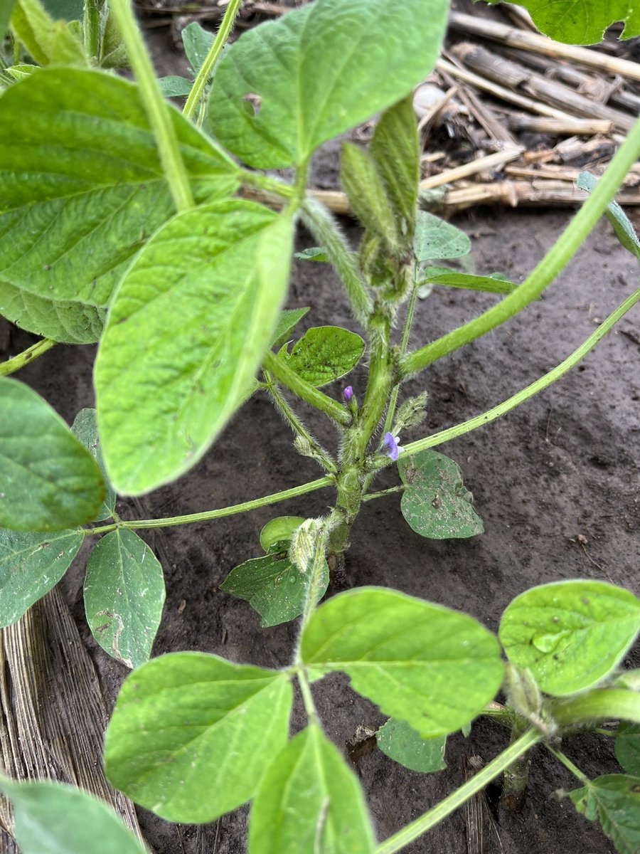 tonyspex's tweet photo. To my surprise I’ve got beans blooming in May. I’m ok with it. 

#ontherighttrack @AgriGold https://t.co/xfgUEoSFRE