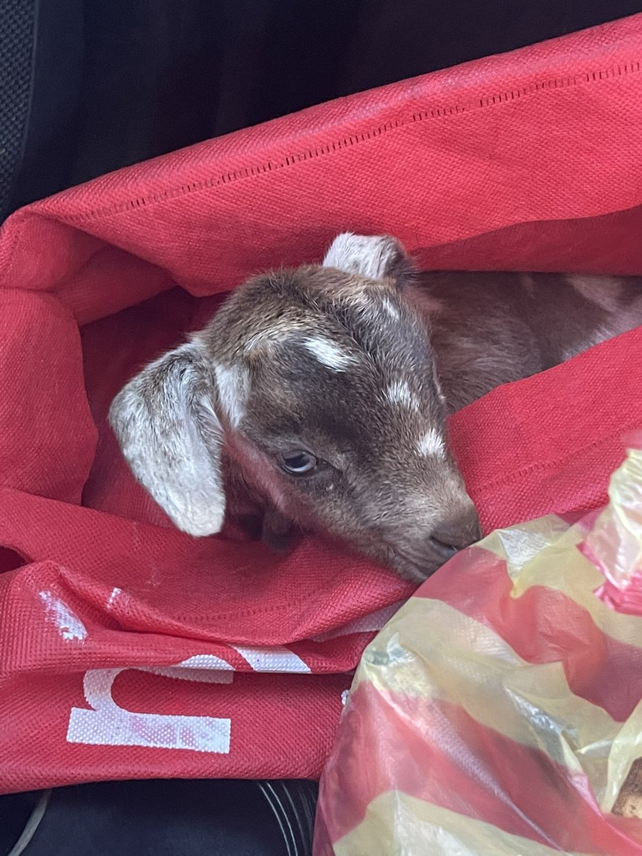 gretchengrndlr's tweet photo. Hello Tweeps, it’s Meeeehhhh, Jean.
I goat a lot of work to do rn, but thought I should tweet first before I feed Billie. I must admit, Kids are a lot of work to deal with.
#goatpun https://t.co/eL5g2IDGnH