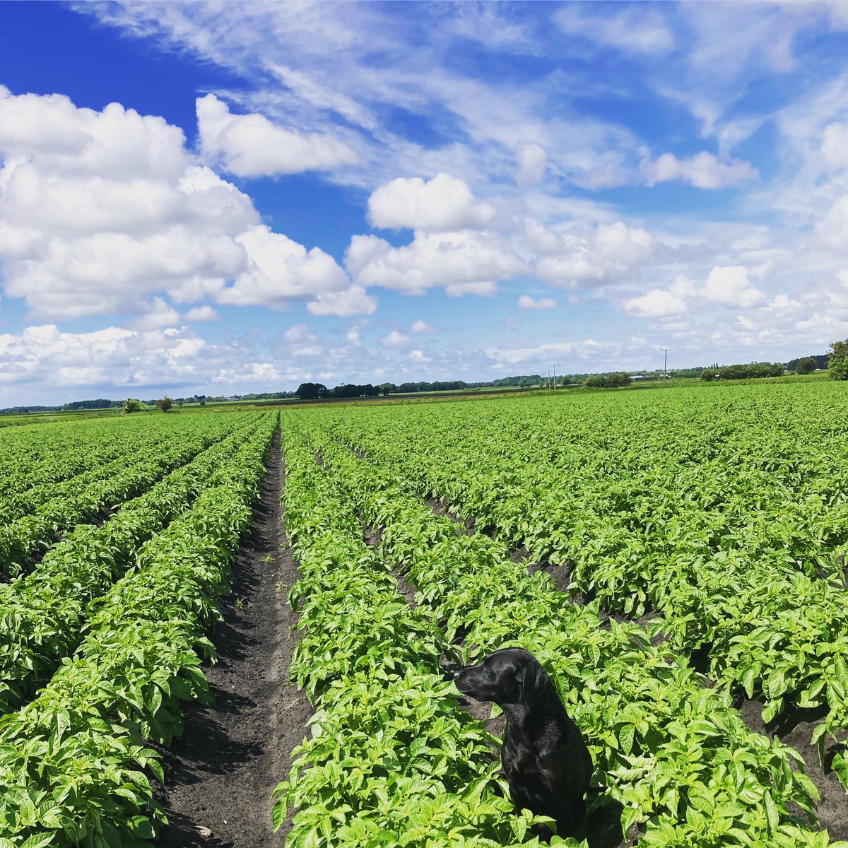 The spuds are loving the warm weather and regular showers! ☀️🌧🥔
To think this time last year we still hadn’t finished planting!