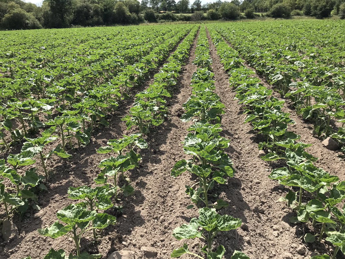 Il faut mettre l’honneur le travail de chaque agriculteur 🇫🇷! Ici, c’est  <a href="/bobossfred/">Frédéric Bossard</a> avec deux parcelles de tournesol qui a nécessité de la surveillance au démarrage 🐦, mais le résultat est prometteur! Good job 👌
<a href="/MoisdonNegoce/">Moisdon Negoce</a> <a href="/NegoceAgricole/">Le Négoce Agricole</a> <a href="/TerrenetFR/">Terre-net.fr</a> <a href="/agrodisT/">Agrodistribution</a> <a href="/JusteDeLA/">Juste de Loire Atlantique</a>