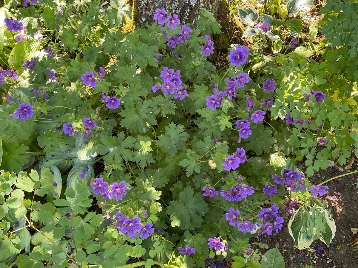 La rencontre des jardins fleuris