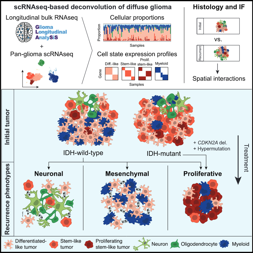 Latest work by the Glioma Longitudinal Analysis Consortium is out! We integrated genomic, pathology, and microscopy approaches to discover common molecular paths gliomas take following therapy. ➡️ @CellCellPress link: authors.elsevier.com/c/1fAB3L7PXioXm A 🧵on what we learned (1/10):