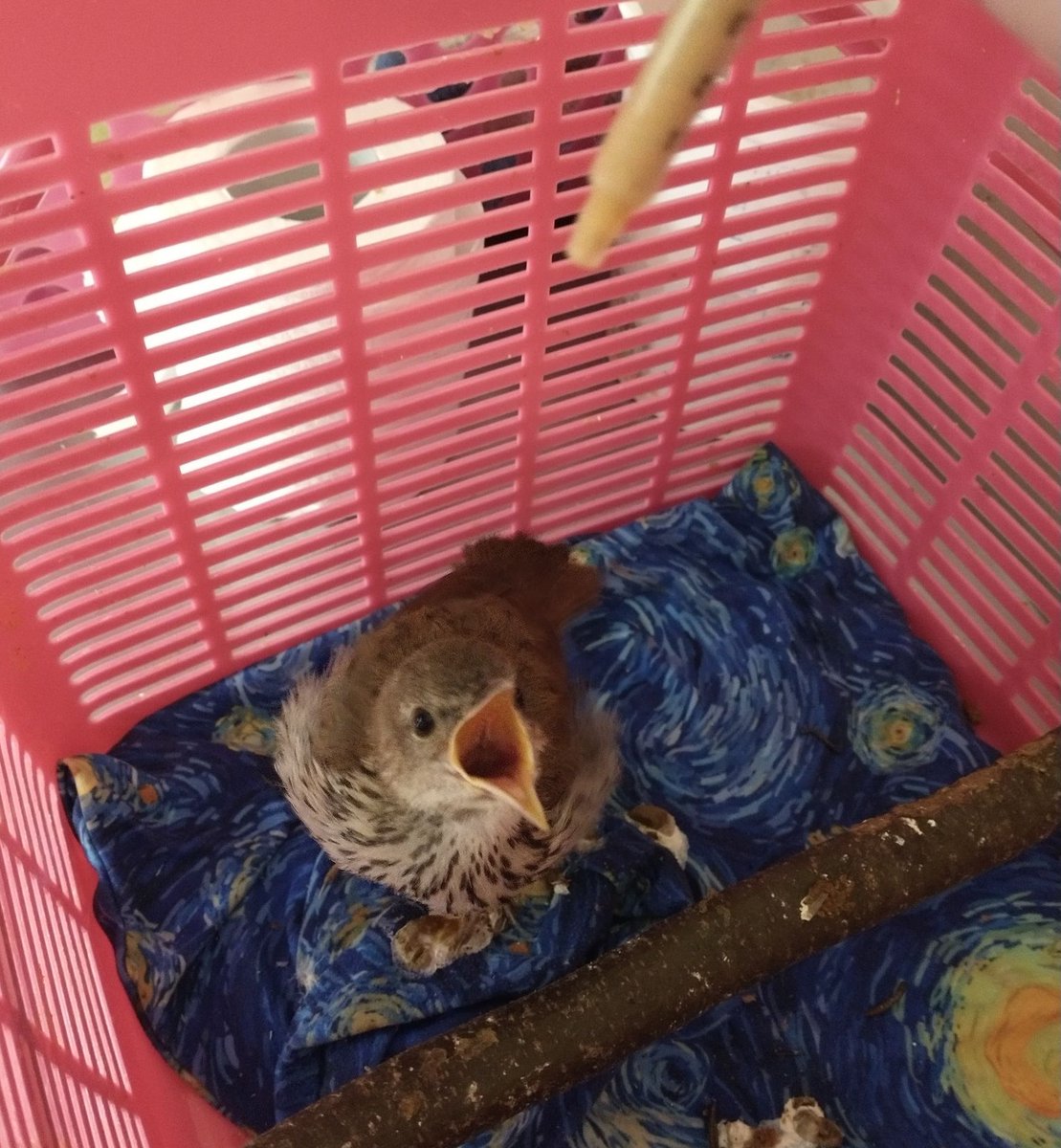 awarewildlife's tweet photo. Baby Birds, Fledging Till They Take Flight! - https://t.co/aJuP9hAGGa https://t.co/NjUnQxtAnL