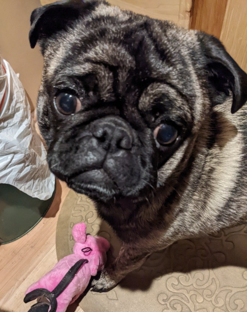 PugBoxes's tweet photo. We're so excited to welcome Mako to the #PugBox family! 🎉🎉 Thanks, Bayley for sharing the fantastic photos!

#puglife #pug #pugs https://t.co/9QB0oFqsh8