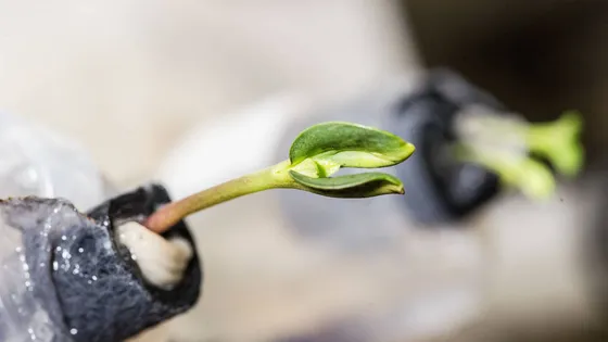[#Podcast] Agriculture spatiale : les salades de l'espace  bit.ly/3m48eYd à (ré)écouter via <a href="/franceculture/">France Culture</a> !