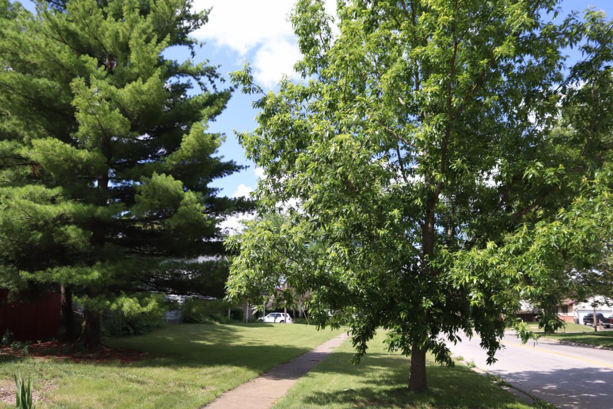 Columbus Recreation and Parks Department’s Forestry section is responsible for the planting of street trees in Columbus. And you  can request a street tree by contacting 311. You can call the City 311 Service Center at 614-645-3111 or visit 311.columbus.gov.
 #CRPD #CRPF