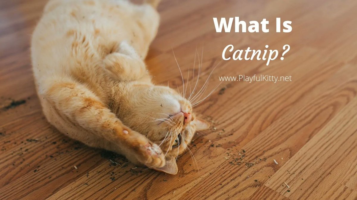 Playful Kitty tweet media