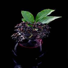 advancedmedmkt's tweet photo. The TOP 3 Benefits from our ElderPower Syrup you ask? 🥇 Read next: 1) Antioxidants help to reduce inflammation. 2) Triple the antioxidants of blueberries. 3) Reduces replication of viruses and bacteria. #elderpower #advancedmedicinemarket #antioxidants #stopviruses https://t.co/DQH25BhIFD