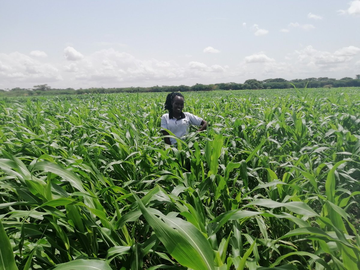 llebasha's tweet photo. If hope was a person, then it would be the Turkana Farmer 😊.  Turkana Agriculture is viable and only needs an enabling environment. Food security investment is inevitable. 
#ASALAgriculture
@eelokaale @pkasirim @PhilipAemun https://t.co/iYGhtXrSrL
