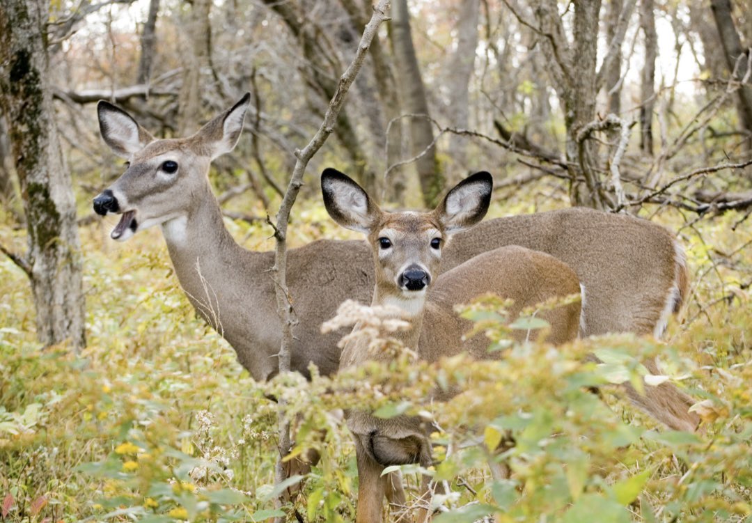 UFGameLab's tweet photo. How can you provide more nutrient-rich forage for lactating does and their fawns? Join @drdisturbance on #FireUniversity ft. Dr. Bronson Strickland of @msudeerlab as they discuss how fire can be used to increase the quality of white-tailed deer habitat ￼👉https://t.co/DnExSZAKrW https://t.co/mQ8omGZa97