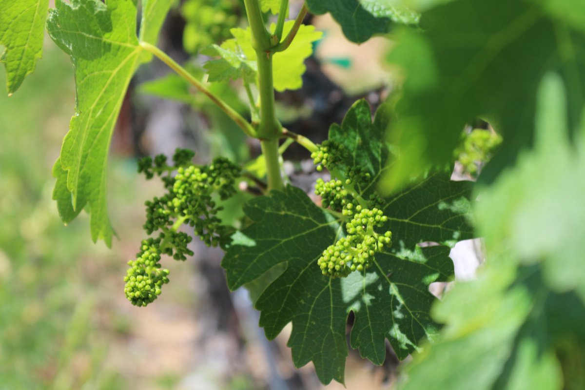 VisionsOfNapa's tweet photo. Good morning little green grape flower buds.

#PopeValley #California #spring #vines #vineyards #buds https://t.co/r0kJVG262D