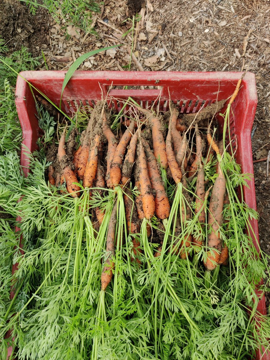 Gukughna's tweet photo. Les premières carottes. #fleursdeterre #microferme #agriculturebiologique https://t.co/60RVjo7Eh8