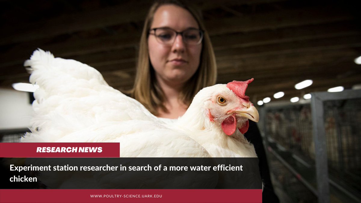 Poultry Science at the University of Arkansas tweet media