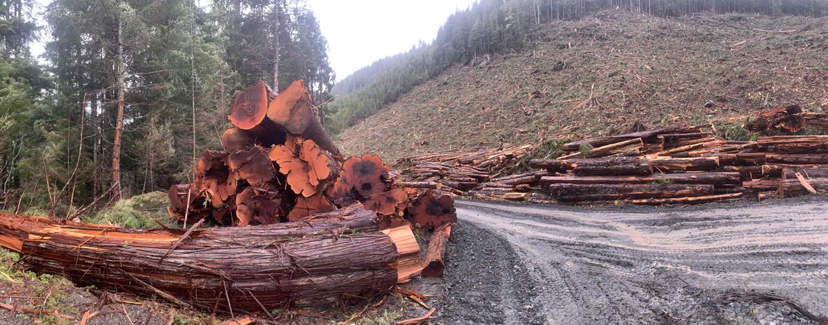 OrcaCedarbough's tweet photo. FYI logging companies like ⁦@HDLogging⁩ are still destroying #OldGrowth forests without ⁦@Maamtagila⁩ consent in watersheds with proposed &amp; requested deferrals throughout. #BCTimberSales just conveniently ignoring #Maamtagila on #VancouverIsland #BCpoli https://t.co/vlQh4ARVGI