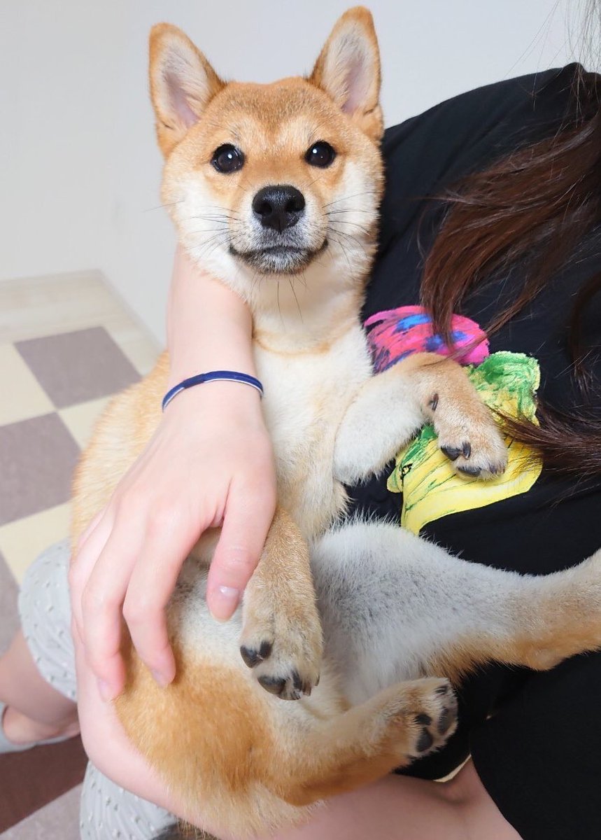 柴犬の抱っこのすべてを教えます これであなたも抱っこマスターだ Maccoの柴犬 Funブログ