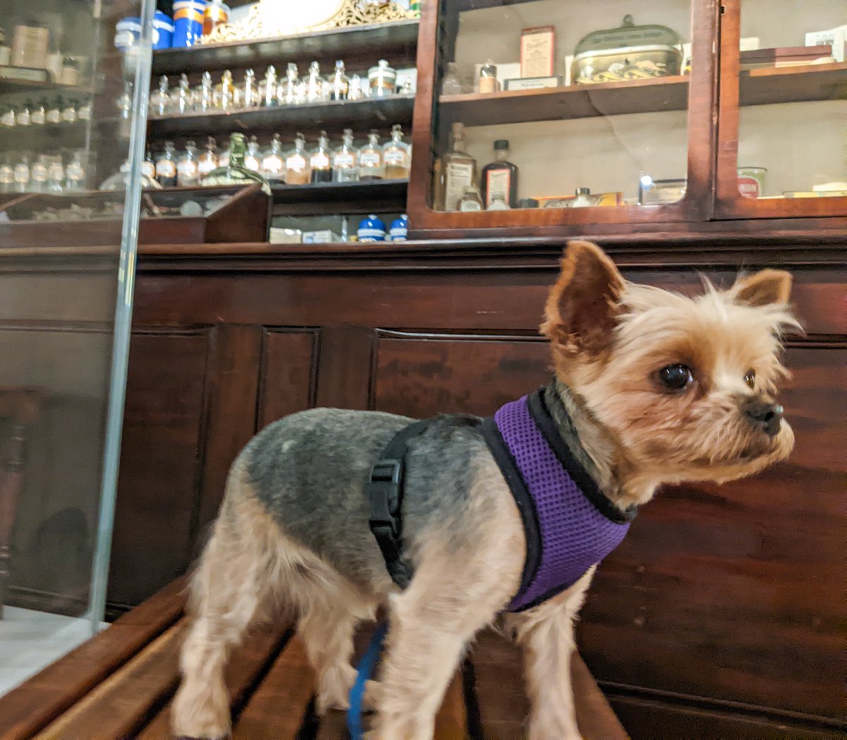 nhertsmuseum's tweet photo. We had a small visitor today at the museum. Her name is Ciko and she popped in to have a sniff of the displays.
Dogs are welcome in the museum as long as they are very well behaved and on a lead.
#dogsinmuseums #hitchin https://t.co/O3LXaM2I7r