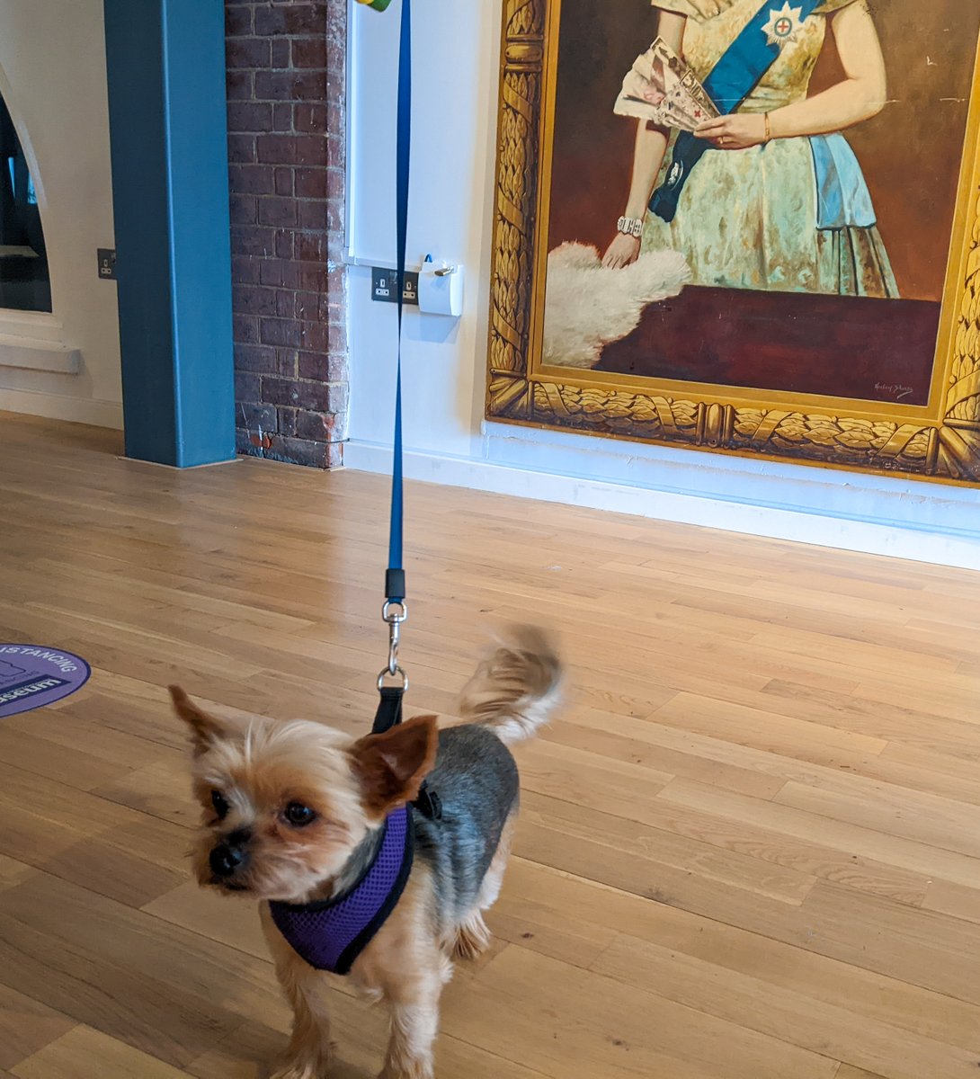 nhertsmuseum's tweet photo. We had a small visitor today at the museum. Her name is Ciko and she popped in to have a sniff of the displays.
Dogs are welcome in the museum as long as they are very well behaved and on a lead.
#dogsinmuseums #hitchin https://t.co/O3LXaM2I7r