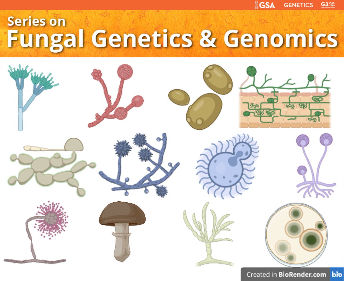 DukeHeitman's tweet photo. Manuscript submissions are encouraged for the ongoing Genetics Society of America series showcasing fungal genetics and genomics in GENETICS and G3, edited by Leah Cowen and Joe Heitman.
We are nearing 50 publications in this series, and hope to reach 100, or more! https://t.co/71J6aUkllc